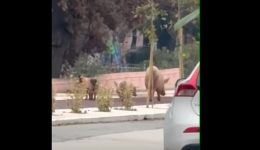 video-–-Αlexandroupoli-gourounakia-me