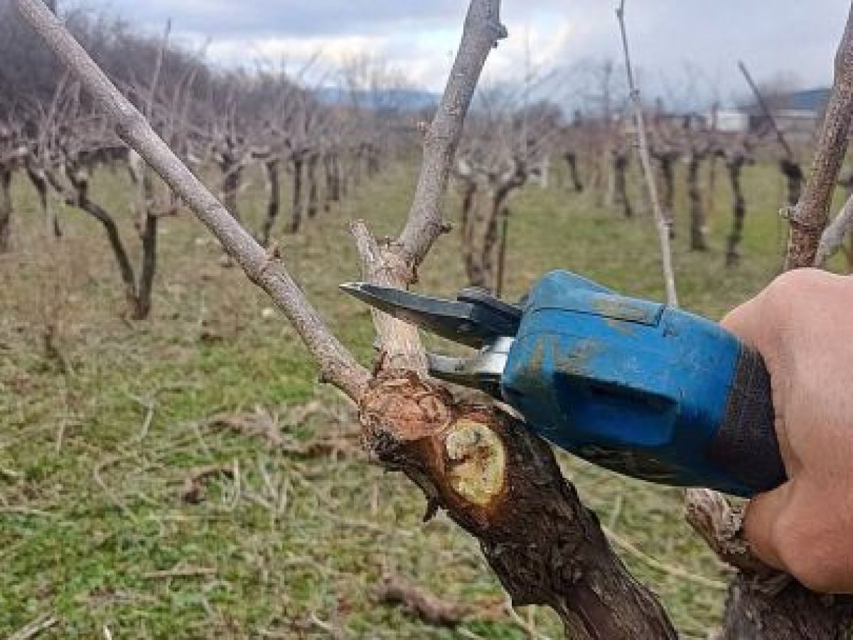 Βιώματα απο τον Μαντινειακό κάμπο νο3