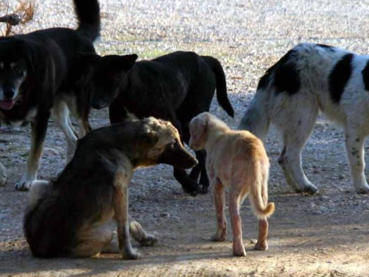 ΞΥΛΟΚΑΣΤΡΟ- ΕΥΡΩΣΤΙΝΗ: Η κατάσταση των 5 σκύλων οδήγησε στη σύλληψη 66χρονου στο Καμάρι!