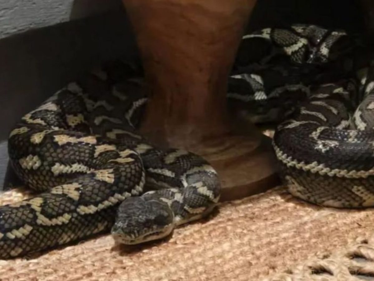 Ξύπνησε στη μέση της νύχτας με έναν πύθωνα 2,5 μέτρων πάνω στο στήθος της