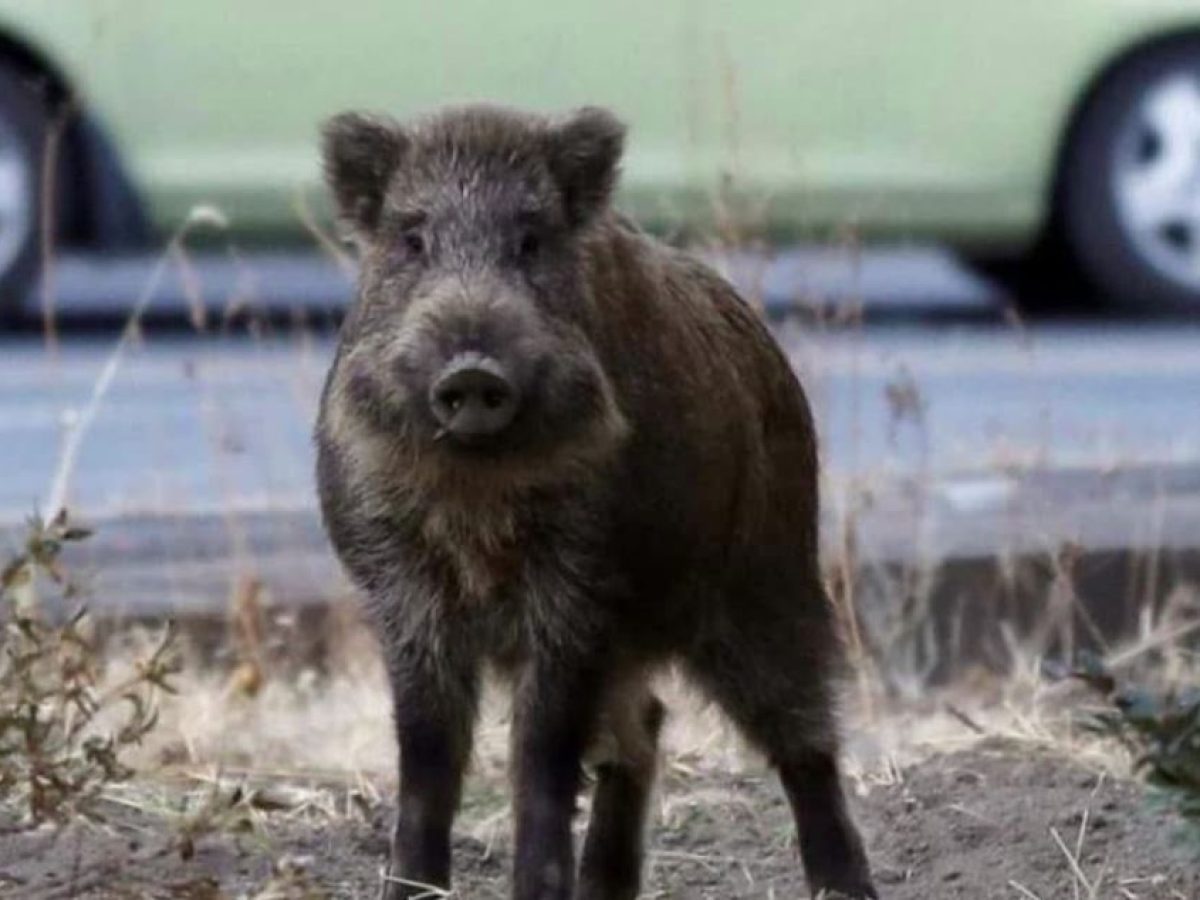 Ζώντας παρέα με αγριογούρουνα: Οι κίνδυνοι, τα λάθη και η υπενθύμιση για κάτι που εμείς προκαλέσαμε