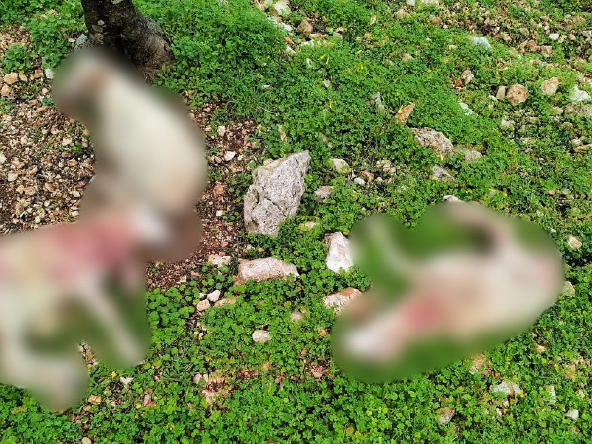 Άγιος Λέοντας Ζακύνθου: Μάστιγα οι αγέλες αδέσποτων – Δεκάδες τα νεκρά οικόσιτα ζώα