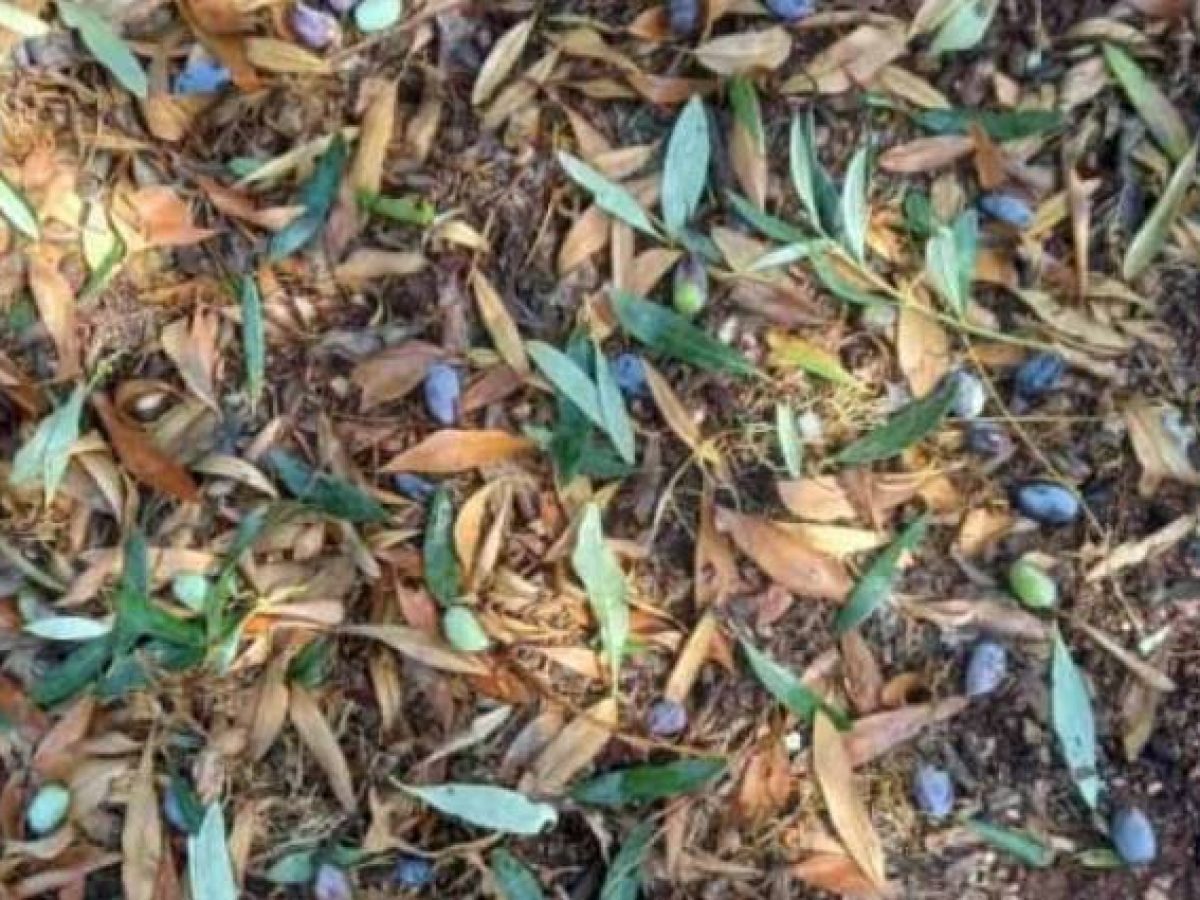 Αχαΐα: Μπήκαν στο χωράφι και …μάζεψαν τις ελιές της