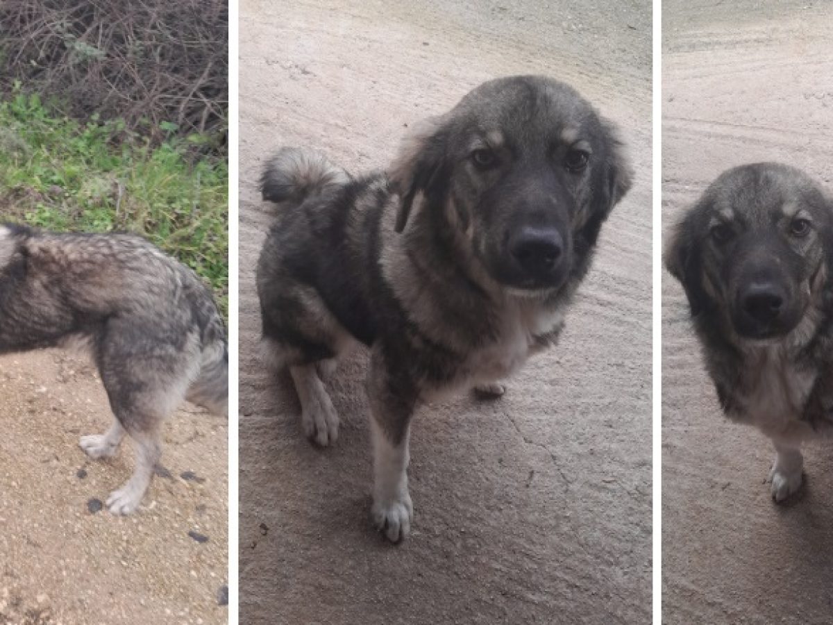 Αδέσποτο κουτάβι στο Παγκράτι αναζητεί τον ιδιοκτήτη του ή υιοθεσία