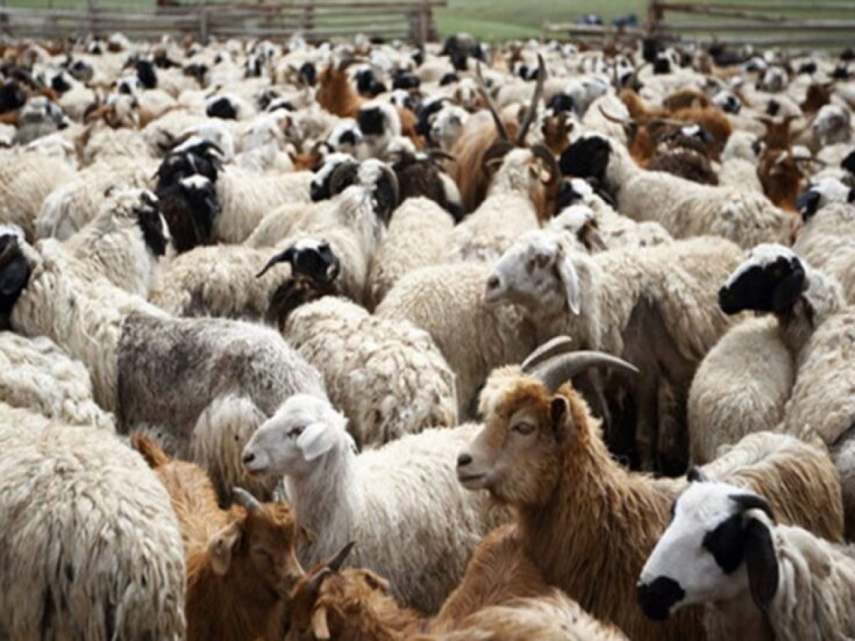 Αφθώδης πυρετός σε έξαρση: Συναγερμός για την κτηνοτροφία και αυξημένη προσοχή στα τρόφιμα από την Τουρκία