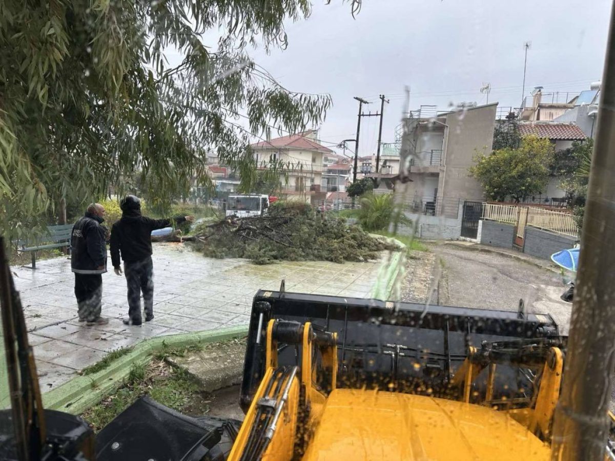 Αγρίνιο: Απομακρύνθηκε επικίνδυνο δέντρο στην πλατεία Πατριάρχου Καλλινίκου