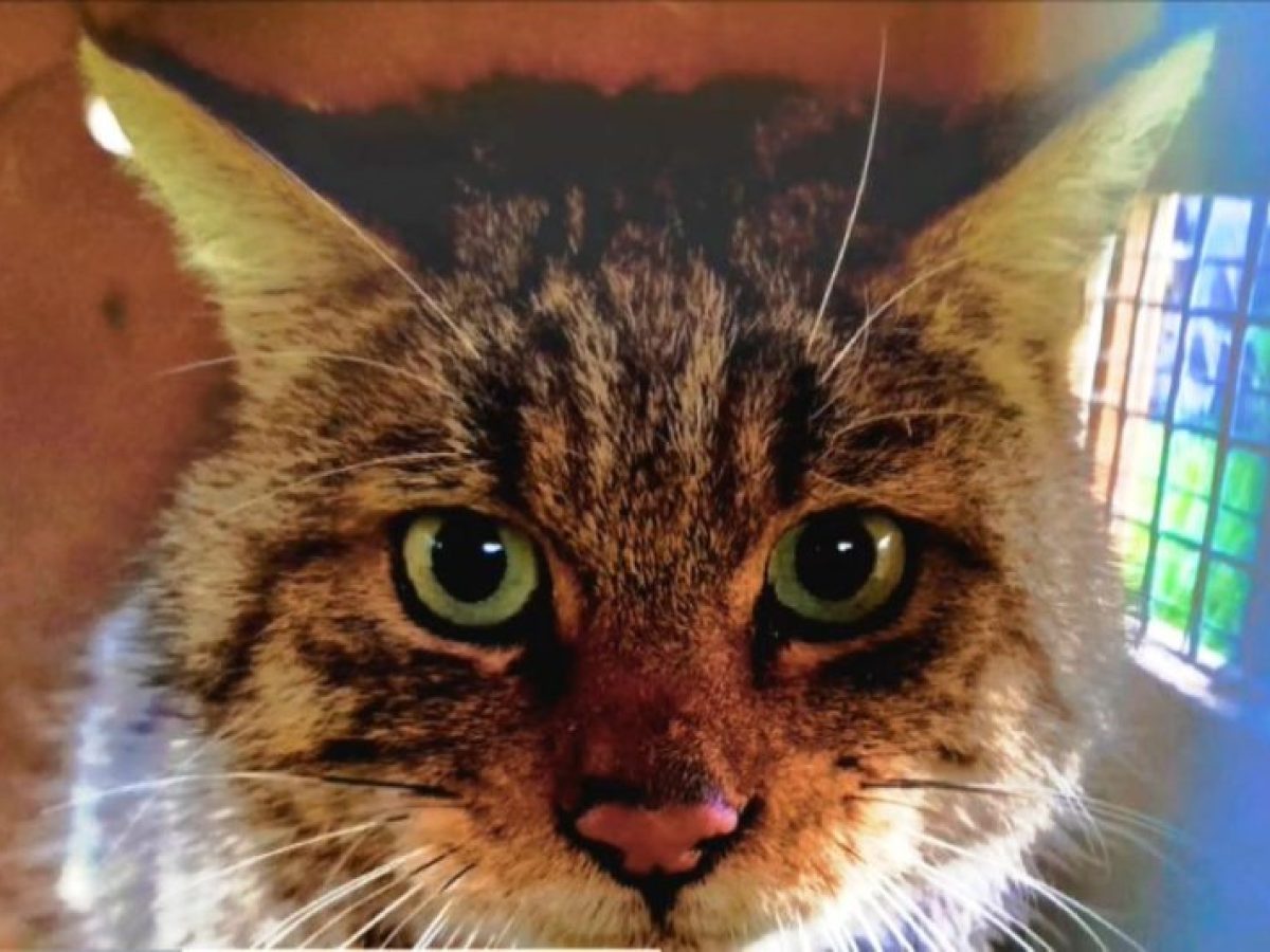 Αγριόγατα επιστρέφει στο φυσικό της περιβάλλον