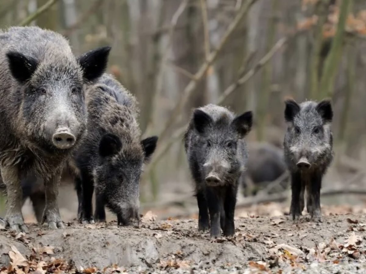 Αγριογούρουνα μέσα σε οικισμό στη Φούρκα Χαλκιδικής. Εκτός ελέγχου η παρουσία άγριων ζώων σε κατοικημένες περιοχές της Κεντρικής Μακεδονίας
