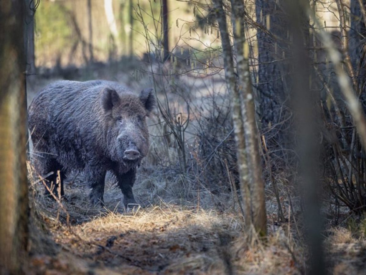 Αγριογούρουνο τραυμάτισε σοβαρά σε χέρι και πόδι κυνηγό στην Καστοριά
