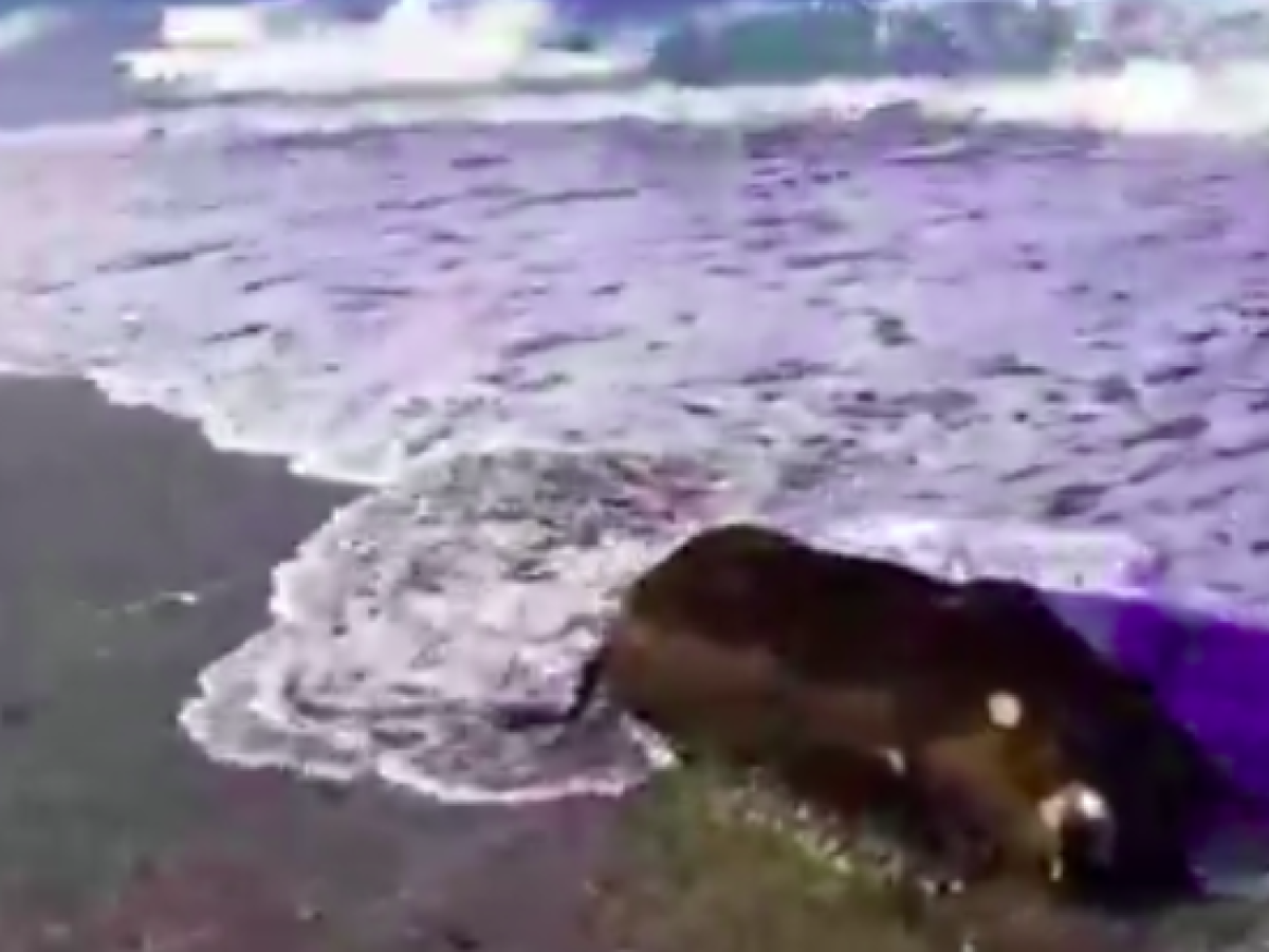 Αγριογούρουνο ξεβράστηκε στην παραλία Λουτρακίου!