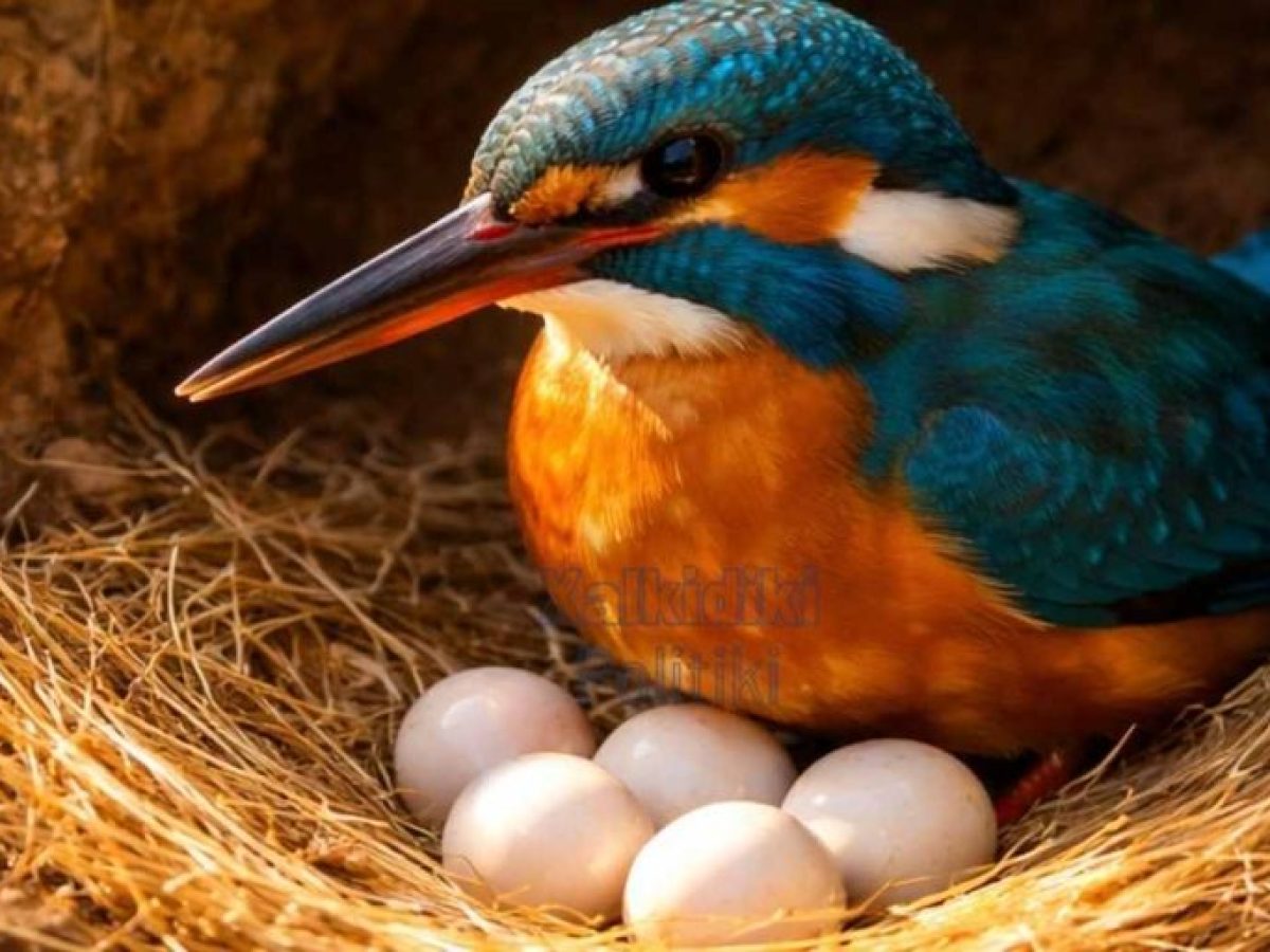 Αλκυονίδες μέρες: ο μύθος που γέννησε το φως μέσα στον χειμώνα