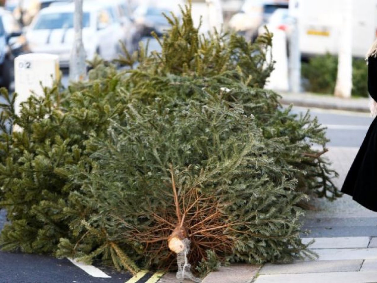 Ανακύκλωση μέσω Δήμου των φυσικών χριστουγεννιάτικων δέντρων
