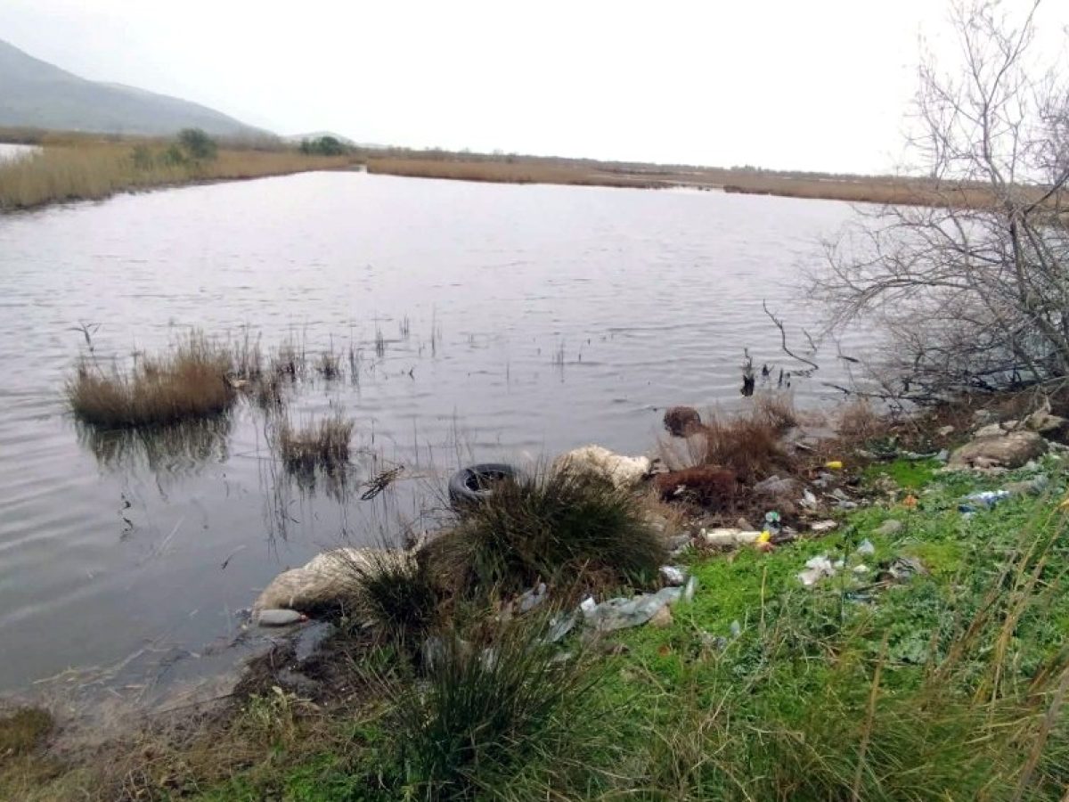 Απαράδεκτες εικόνες στο Αιτωλικό: Πέταξαν πρόβατα στη λιμνοθάλασσα -Παρέμβαση της Κτηνιατρικής