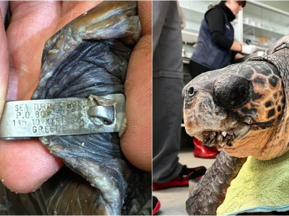 Από τη Γλυφάδα στην Ισπανία: Η ιστορία του «Καστέλλο» που επανεμφανίστηκε μετά από 10 χρόνια