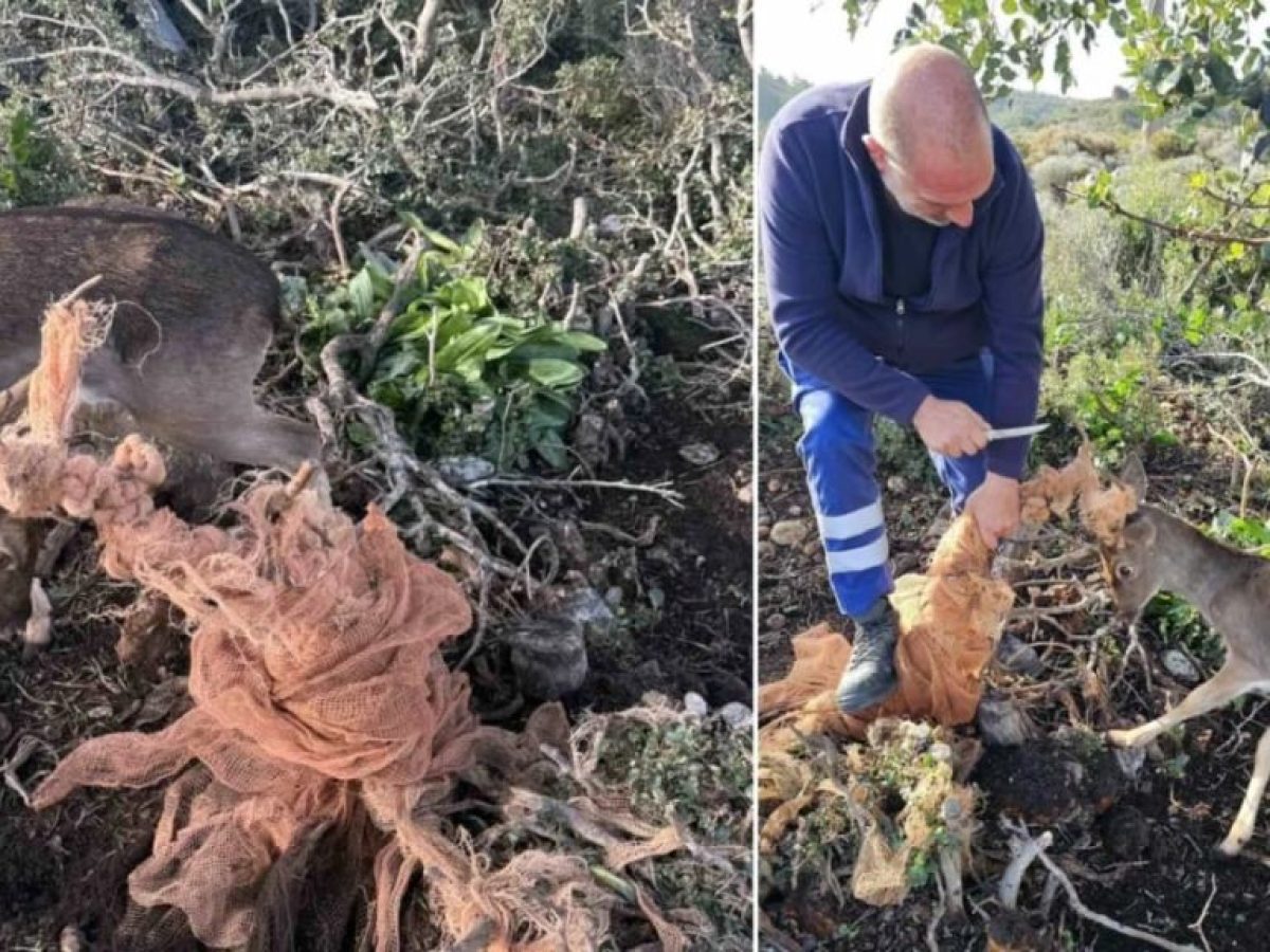 Από την Κρήτη στη Ρόδο: Εναερίτες του ΔΕΔΔΗΕ σταμάτησαν τη δουλειά για να σώσουν ελάφι