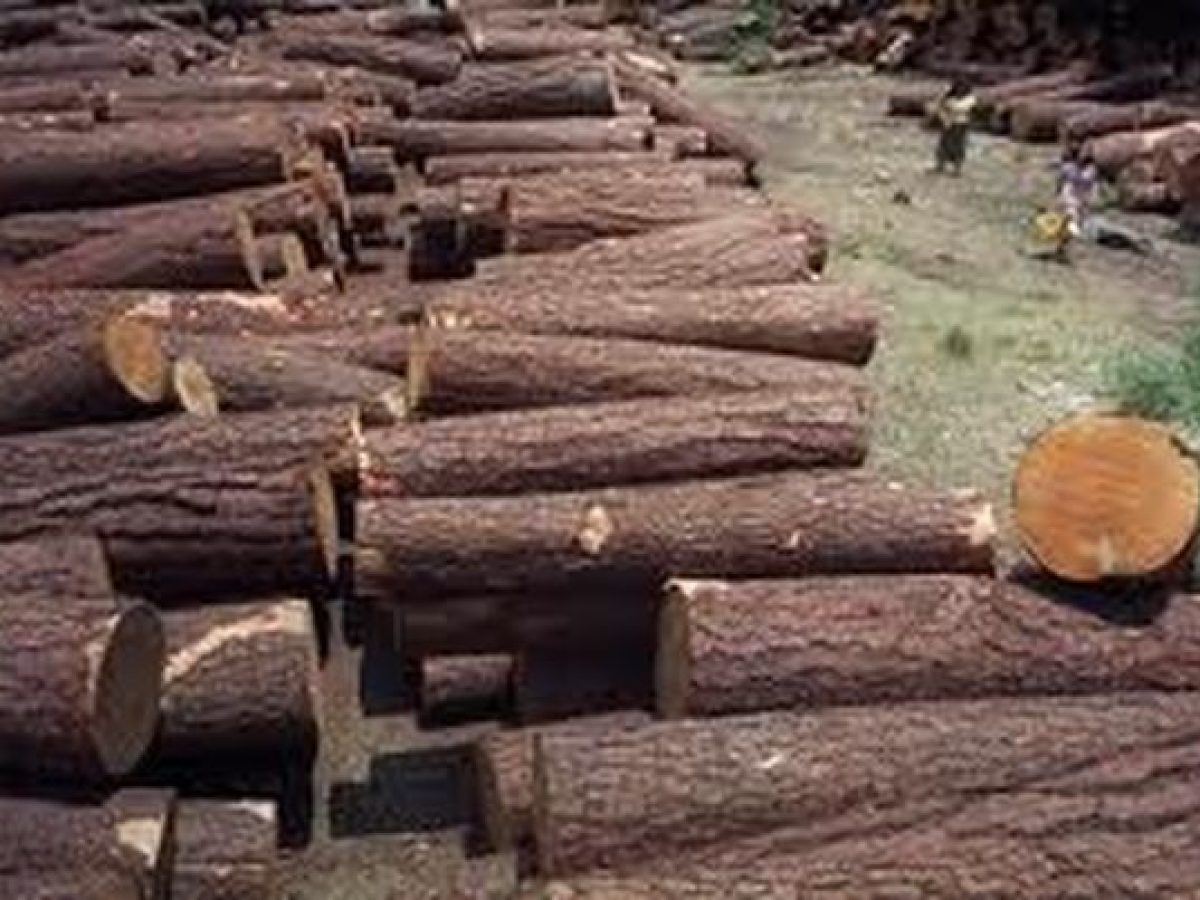 Από το Δασαρχείο Λιβαδειάς άδειες για υλοτόμηση