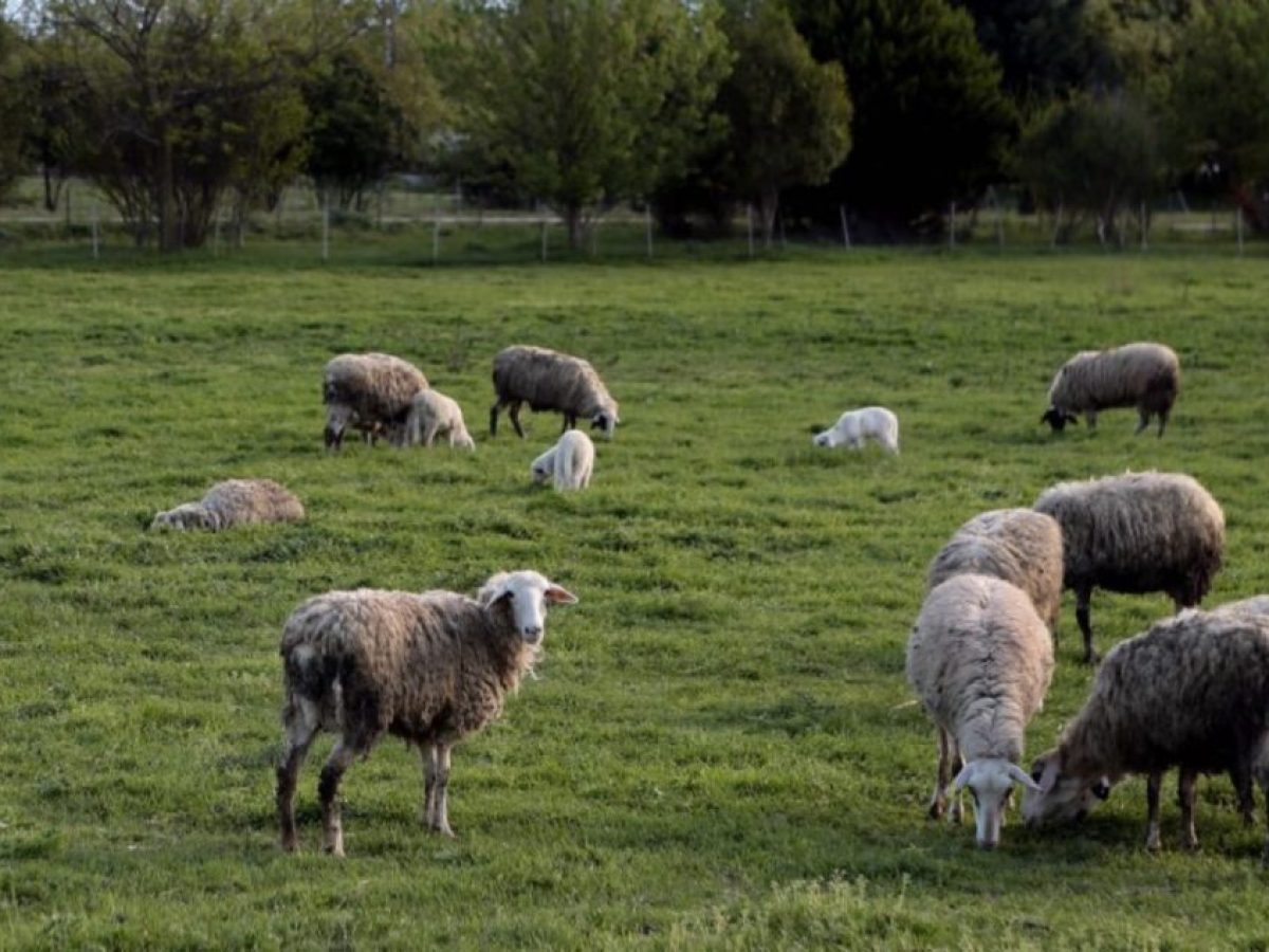 Αποκάλυψη σοκ: Κτηνοτρόφο από τα Τρίκαλα έπιασε η Ευρωπαϊκή Εισαγγελία – Πληρώνεται κανονικά από τον ΟΠΕΚΕΠΕ