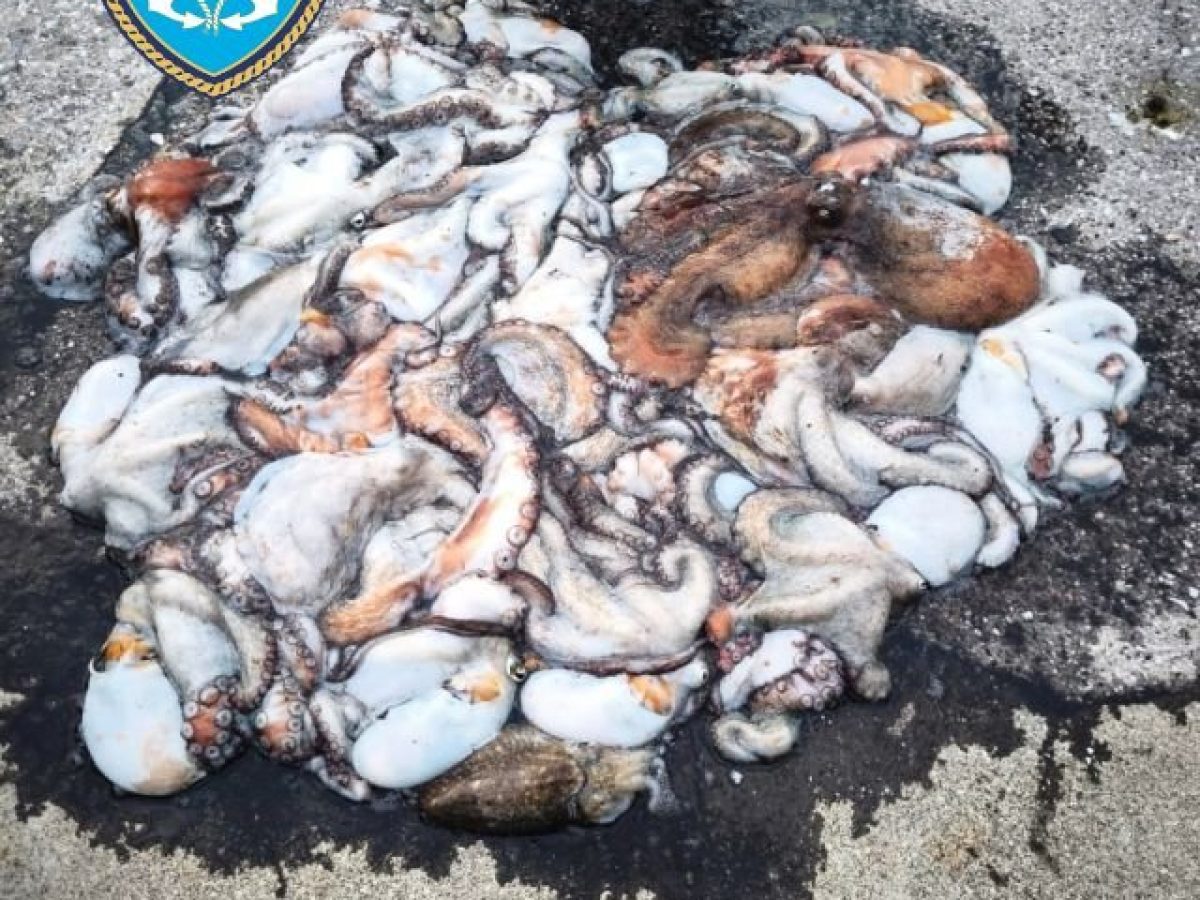 ΑΠΑΡΑΔΕΚΤΟΣ:34 κιλά χταπόδια έβγαλε στη Σκ.Πολιχνίτου-Τον άρπαξε το Λιμενικό.ΦΩΤΟ