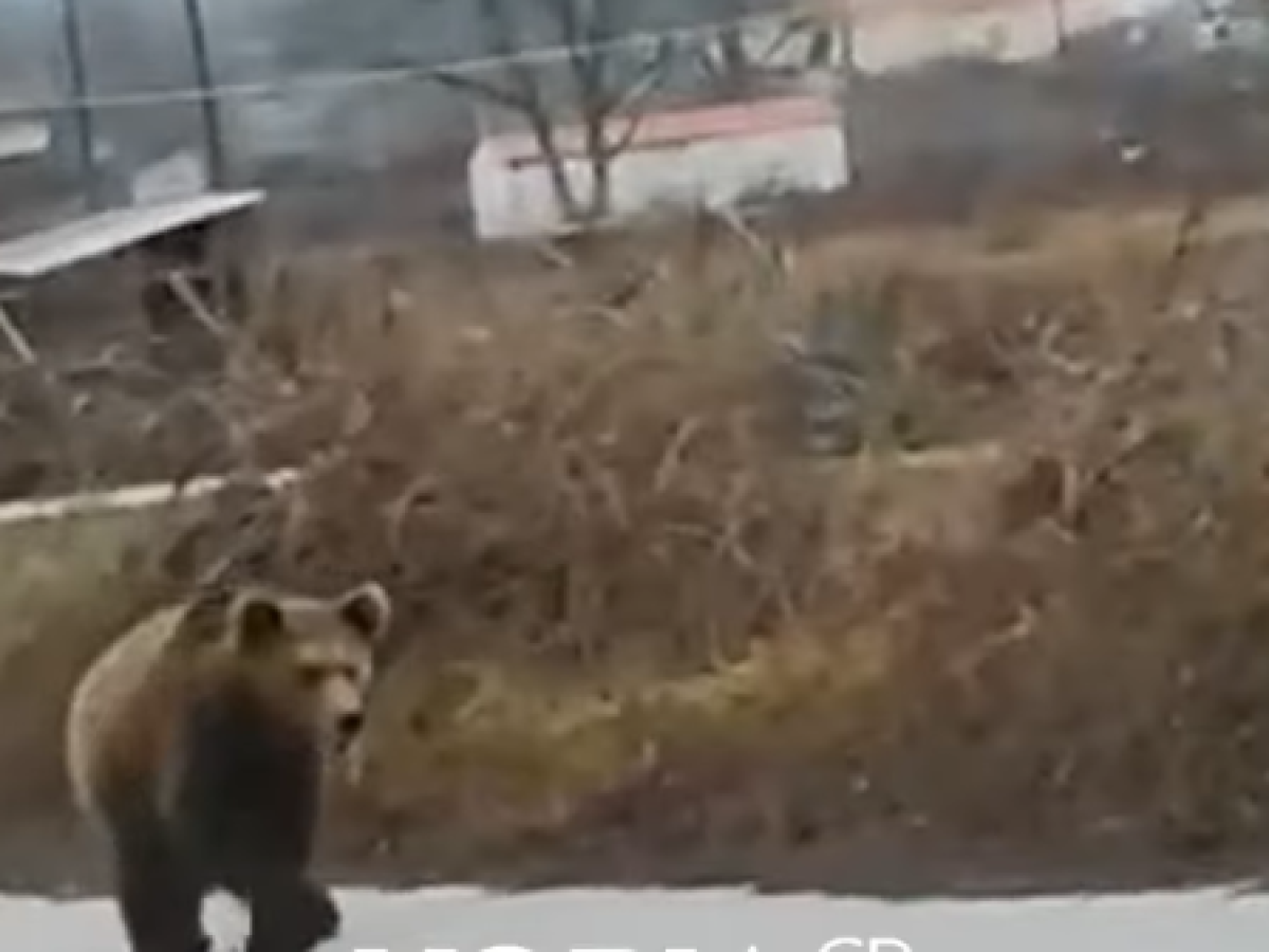 Αρκούδα εμφανίστηκε στην Αναρράχη της Εορδαίας