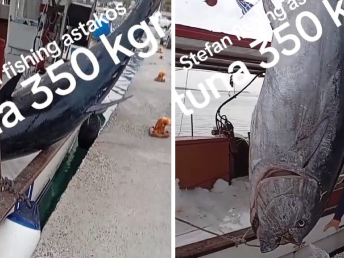 Αστακός: Τεράστιο τόνο 350 κιλών έβγαλαν ψαράδες – Viral στο TikTok!