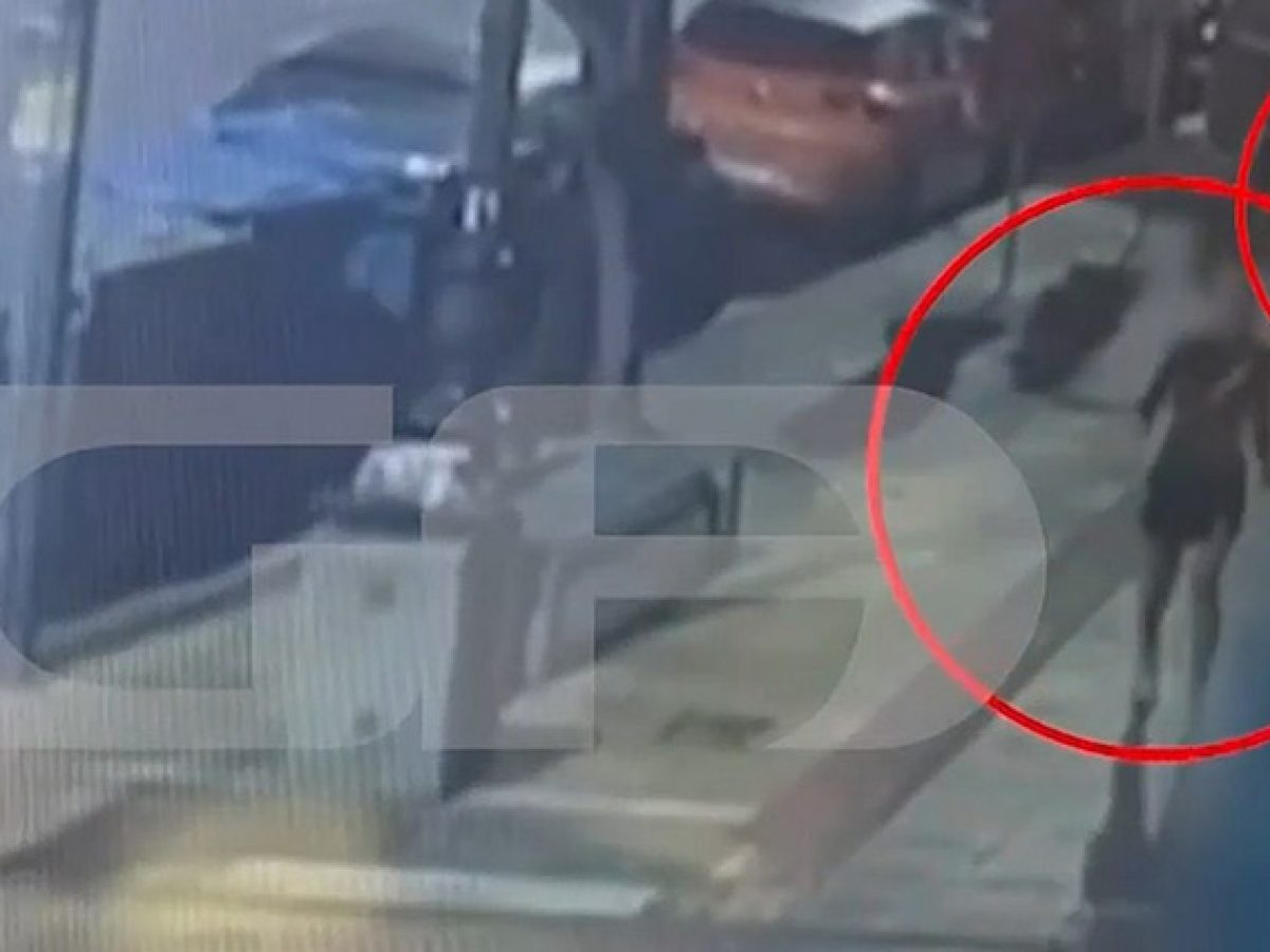 Ά&gamma;&rho;&iota;&omicron;&sigmaf; &xi;&upsilon;&lambda;&omicron;&delta;&alpha;&rho;&mu;ό&sigmaf; &gamma;&upsilon;&nu;&alpha;ί&kappa;&alpha;&sigmaf; &sigma;&tau;&eta; &Kappa;&alpha;&lambda;&lambda;&iota;&theta;έ&alpha; &alpha;&pi;ό &tau;&omicron;&nu; &sigma;ύ&nu;&tau;&rho;&omicron;&phi;&omicron; &tau;&eta;&sigmaf; &mu;&epsilon;&tau;ά &alpha;&pi;ό &nu;&upsilon;&chi;&tau;&epsilon;&rho;&iota;&nu;ή &delta;&iota;&alpha;&sigma;&kappa;έ&delta;&alpha;&sigma;&eta; (vid)