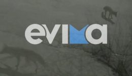 &Alpha;lepoudes-kovoun-voltes-mesa-se