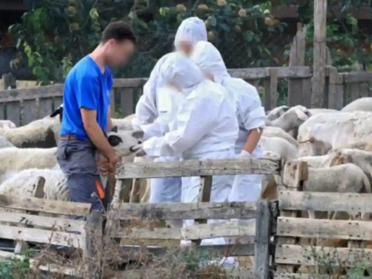 97 στρατιωτικοί κτηνίατροι στην μάχη για την αντιμετώπιση της ευλογιάς