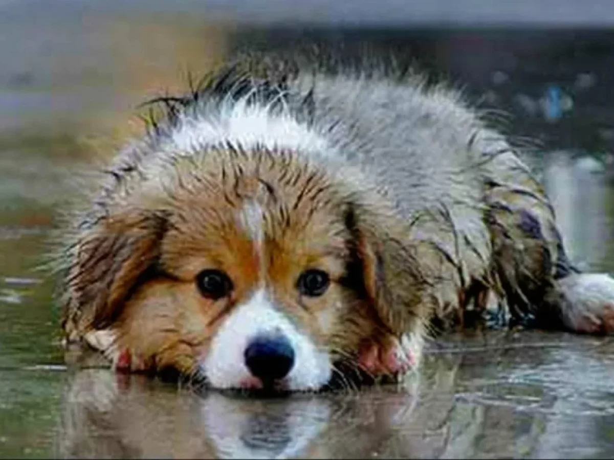 Green Friday στη Θεσσαλονίκη: Εκδήλωση για τα Αδέσποτα Ζώα με Σεμινάρια, Μουσική και Κοινωνική Συμμετοχή