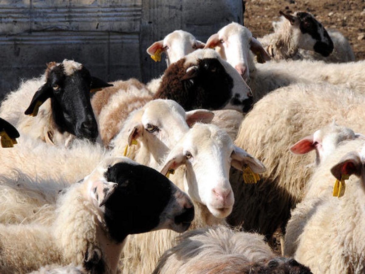 H Eυρώπη θέλει εμβολιασμό αιγοπροβάτων-Αρνείται η κυβέρνηση-Τι συμβαίνει