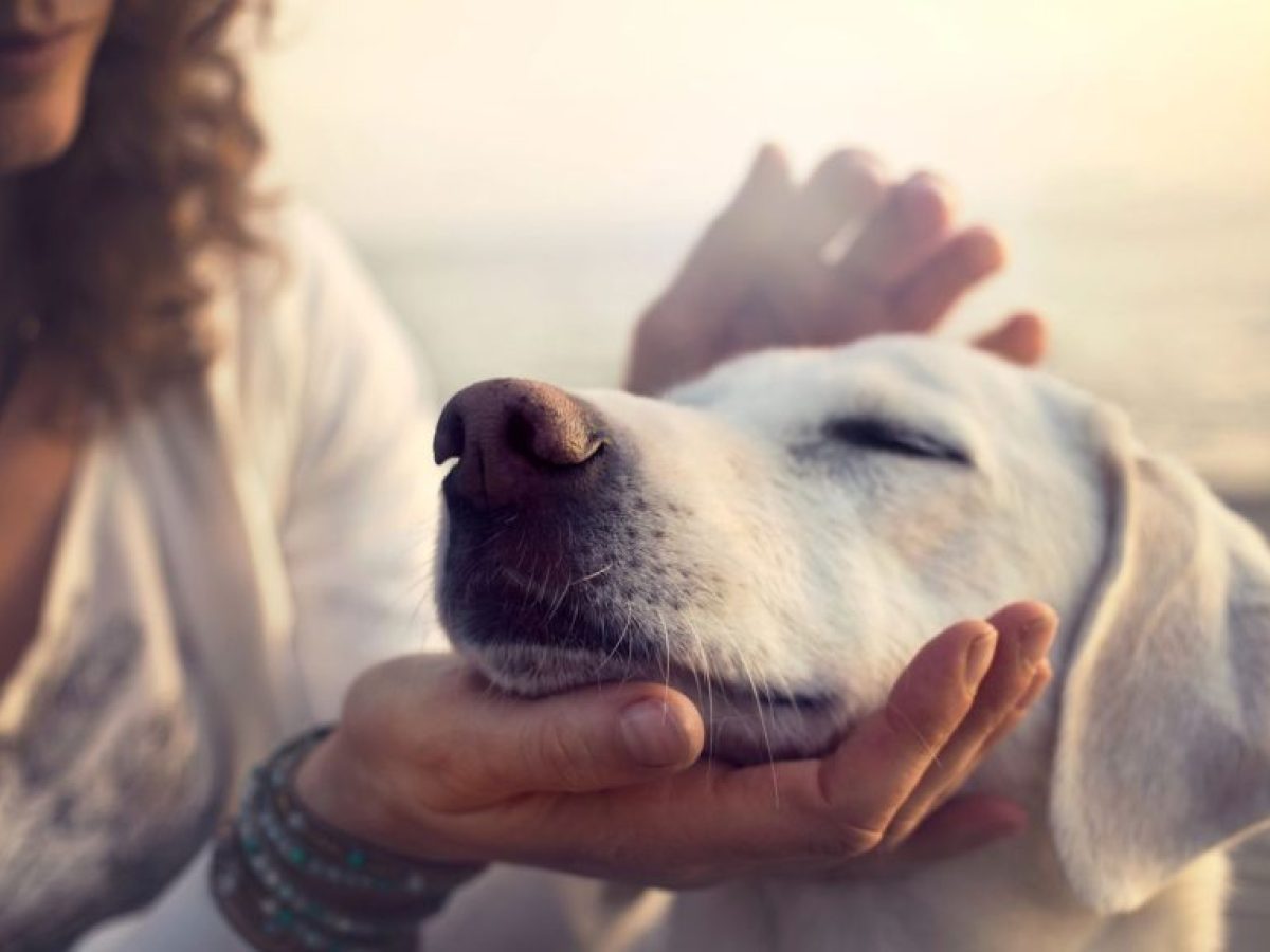 Love is in the Tail: Μαζί με το Spectral Stray Action γιορτάζουμε τον Βαλεντίνο μας