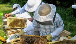 chania-ischiro-brand-to