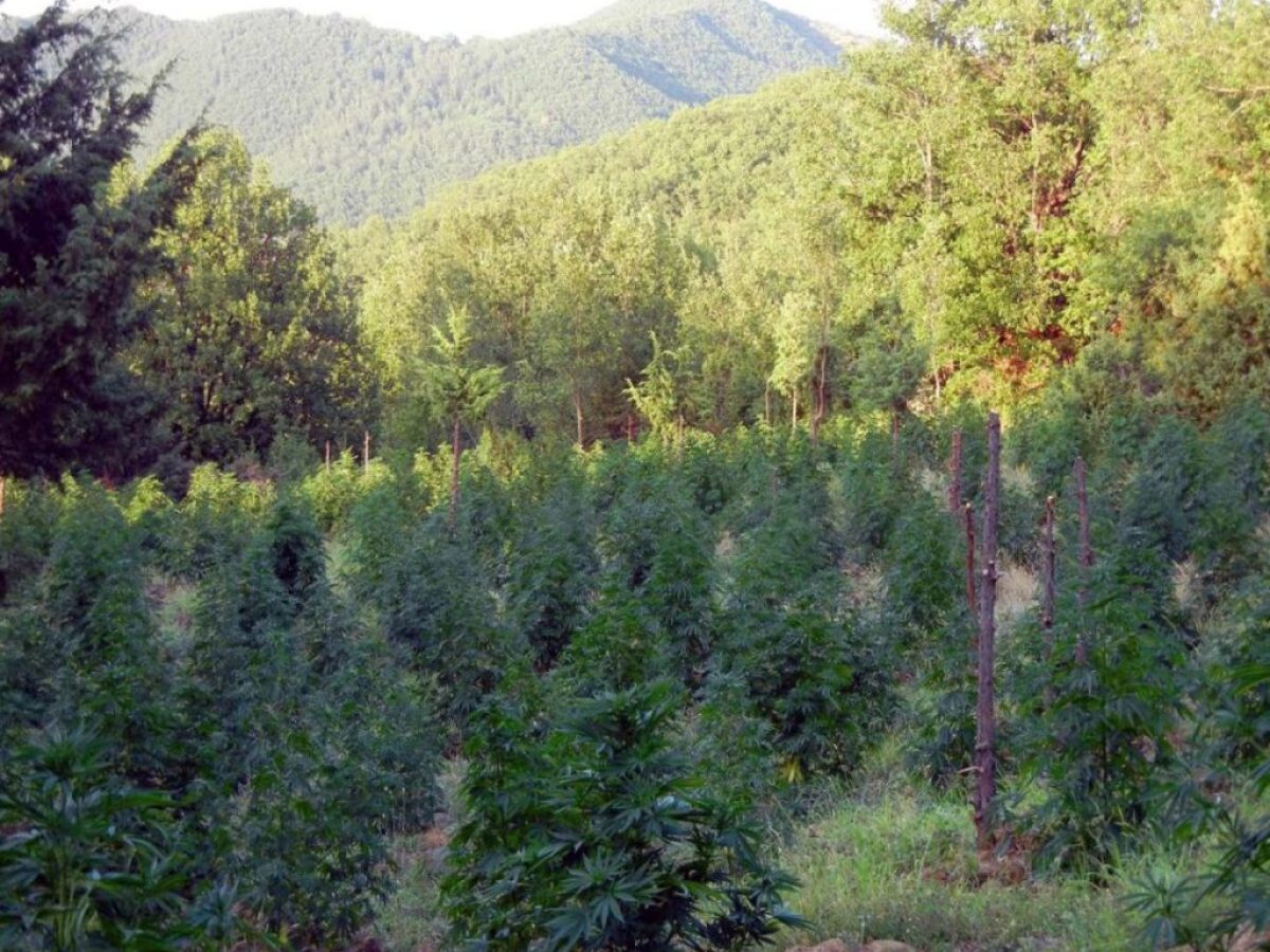 Χασισοφυτεία – μαμούθ στη Θεσσαλία: Σοκαριστικές λεπτομέρειες που οδήγησαν σε ισόβια!