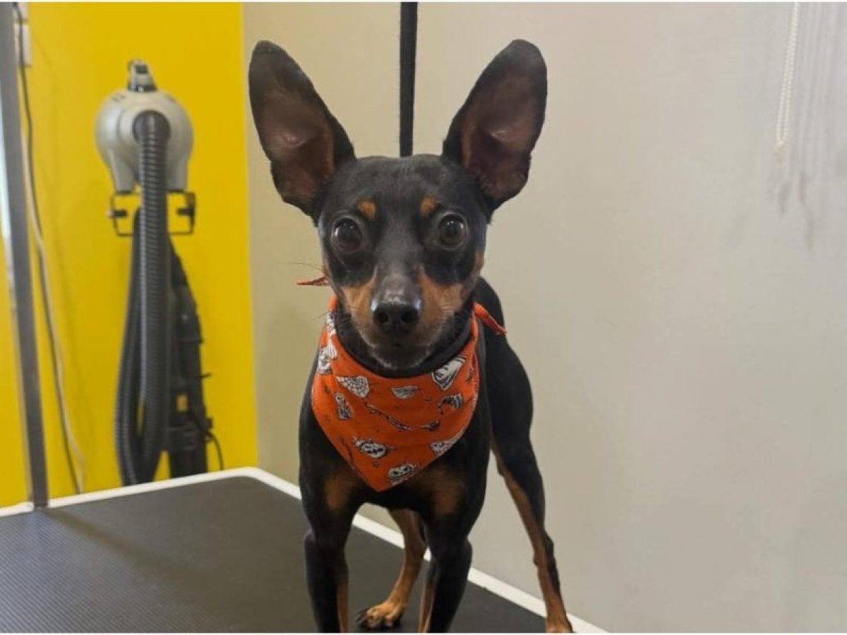 “Χάθηκε ο Πίκολο από Άγιο Δημήτριο σύνορα με Παλαιό Φάληρο”