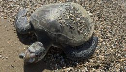 chelona-vrethike-nekri-se-paralia