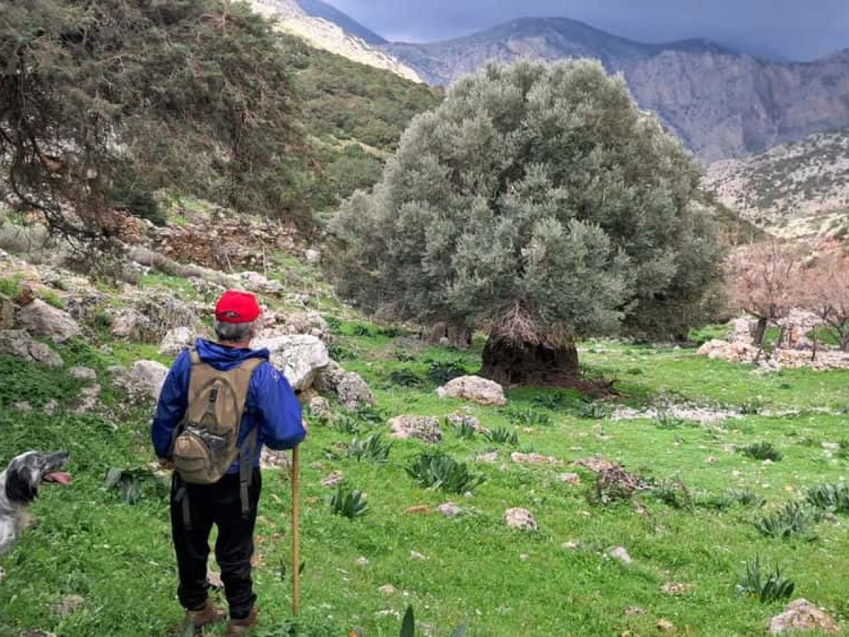 Χειμωνιάτικος ορεινός περίπατος πάνω από τα Πεζόντα Καλύμνου – Μια διαδρομή ανάμεσα σε βροχή, αρώματα και μνήμες. (video)