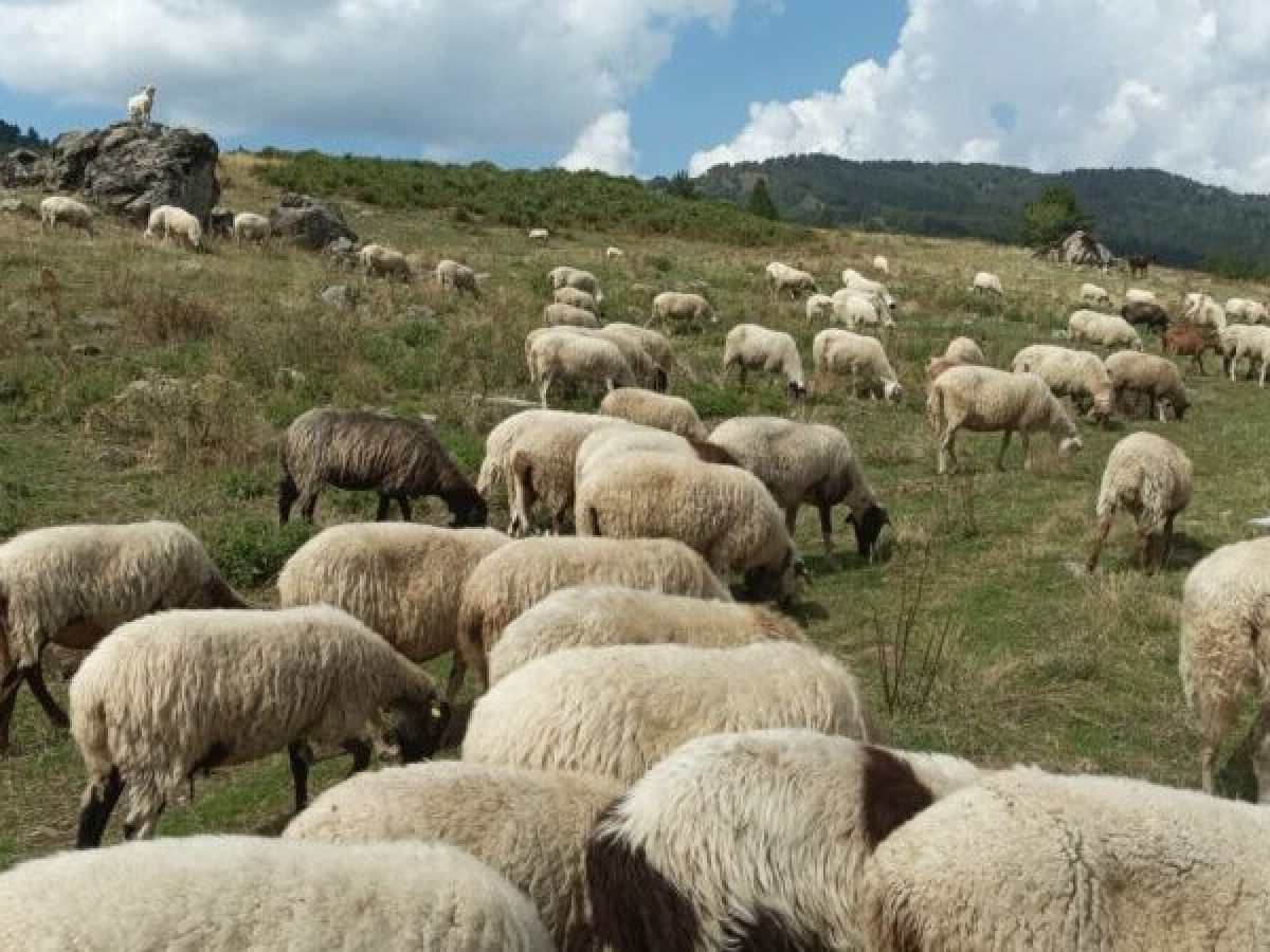 Χωρίς κρούσμα ευλογιάς για μία ακόμη εβδομάδα τα Τρίκαλα