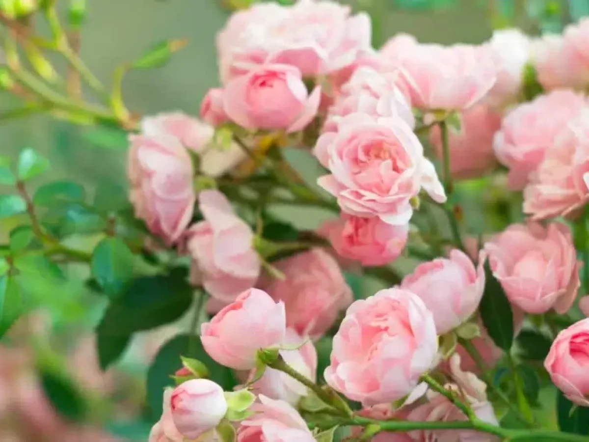 Χρειάζεται όντως να κλαδεύετε τις τριανταφυλλιές σας κάθε χρόνο;