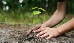 dendrofitefsi-ton-martio-ston-komvo-1