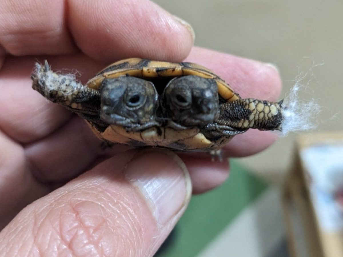 Δικέφαλο χελωνάκι εντοπίστηκε στην Αιτωλοακαρνανία