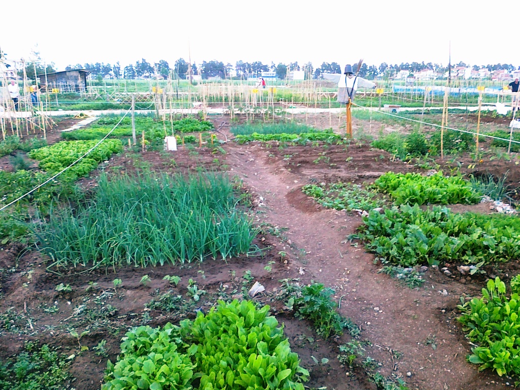 dimiourgia-lachanokipou-stin-iraklia