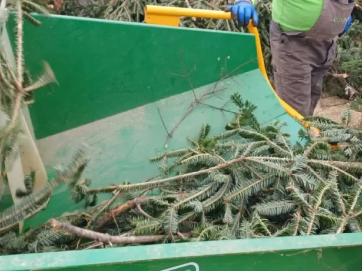 Δήμος Κασσάνδρας: Πάνω από ένας τόνος χριστουγεννιάτικων δέντρων μετατράπηκαν σε λίπασμα