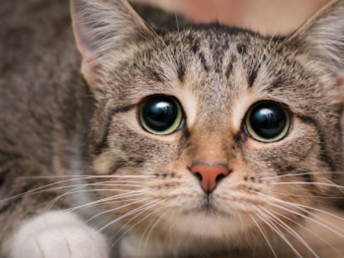 Δήμος Ναυπακτίας: Έως 27 Φεβρουαρίου η δράση δωρεάν στειρώσεων αδέσποτων γατών