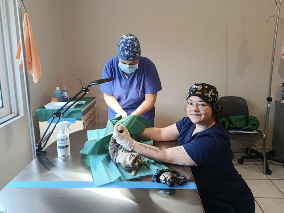 Δήμος Ναυπακτίας: Έως τις 27 Φεβρουαρίου η δράση δωρεάν στειρώσεων αδέσποτων γατών