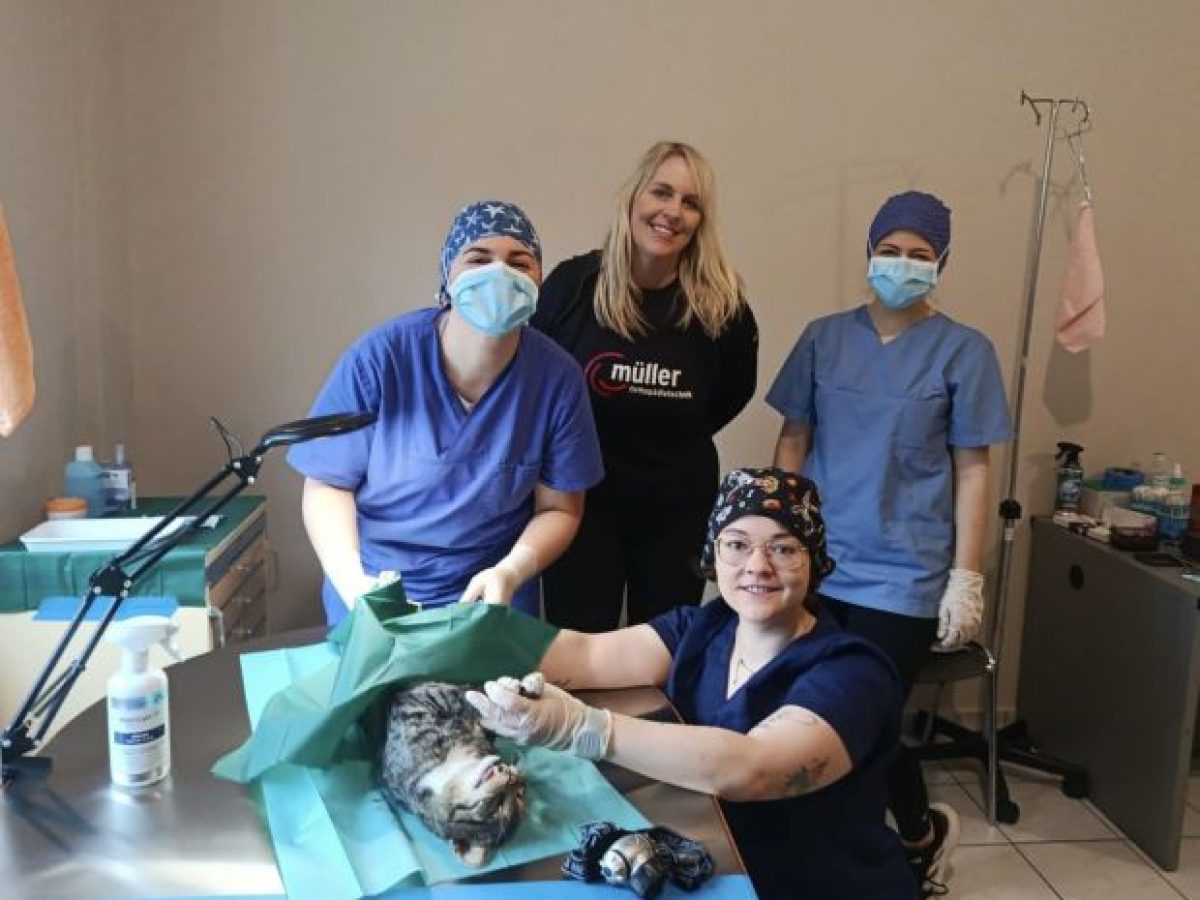 Δήμος Ναυπακτίας: Έως τις 27 Φεβρουαρίου η δράση δωρεάν στειρώσεων αδέσποτων γατών