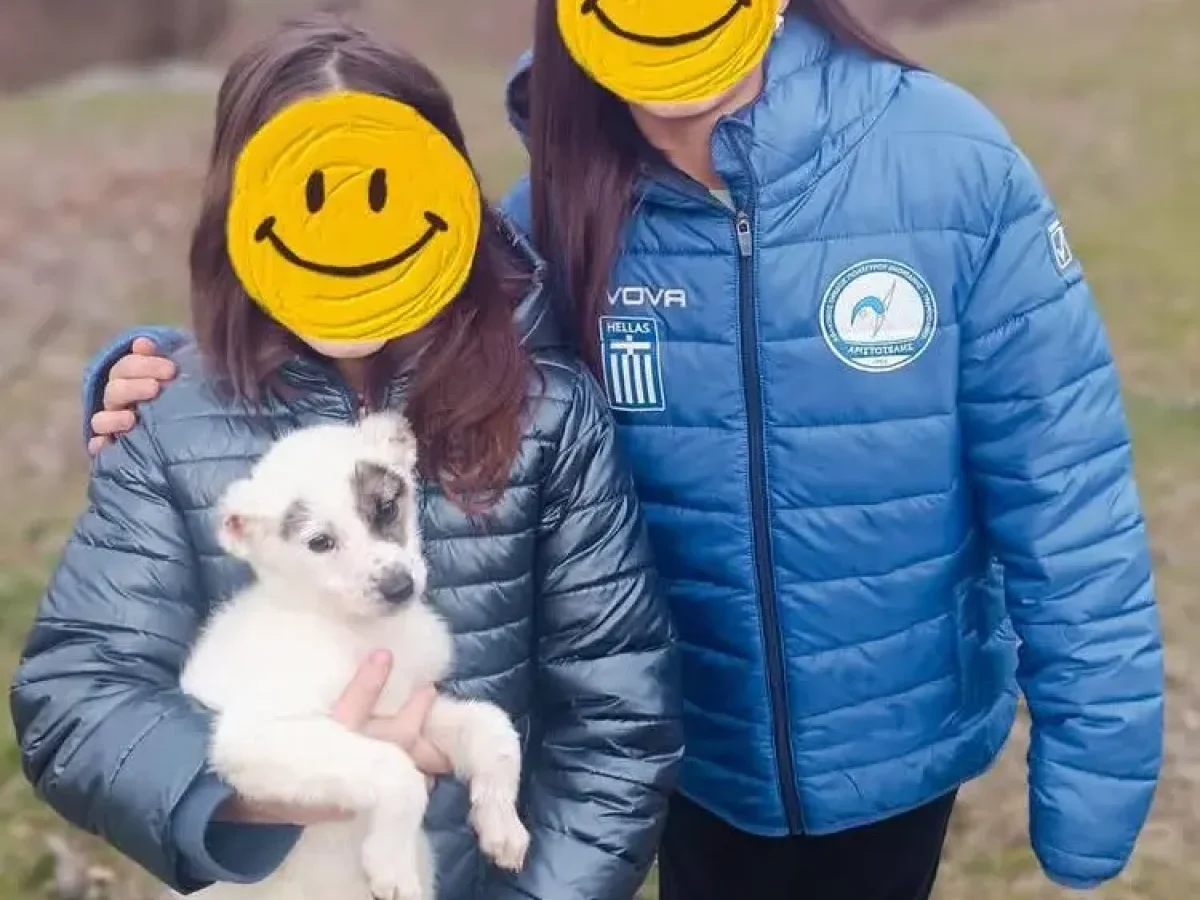 Δήμος Πολυγύρου: Πρότυπο διαχείρισης αδέσποτων – 247 ζώα βρήκαν τη δική τους οικογένεια