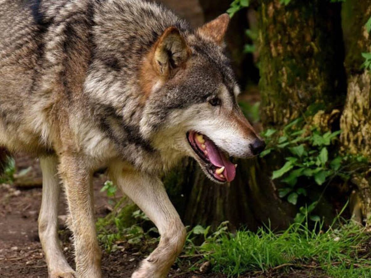 Δήμος Αχαρνών: Προσοχή στους εκδρομείς της Καθαράς Δευτέρας – Λύκος επιτέθηκε σε περιπατητές στο Τατόι