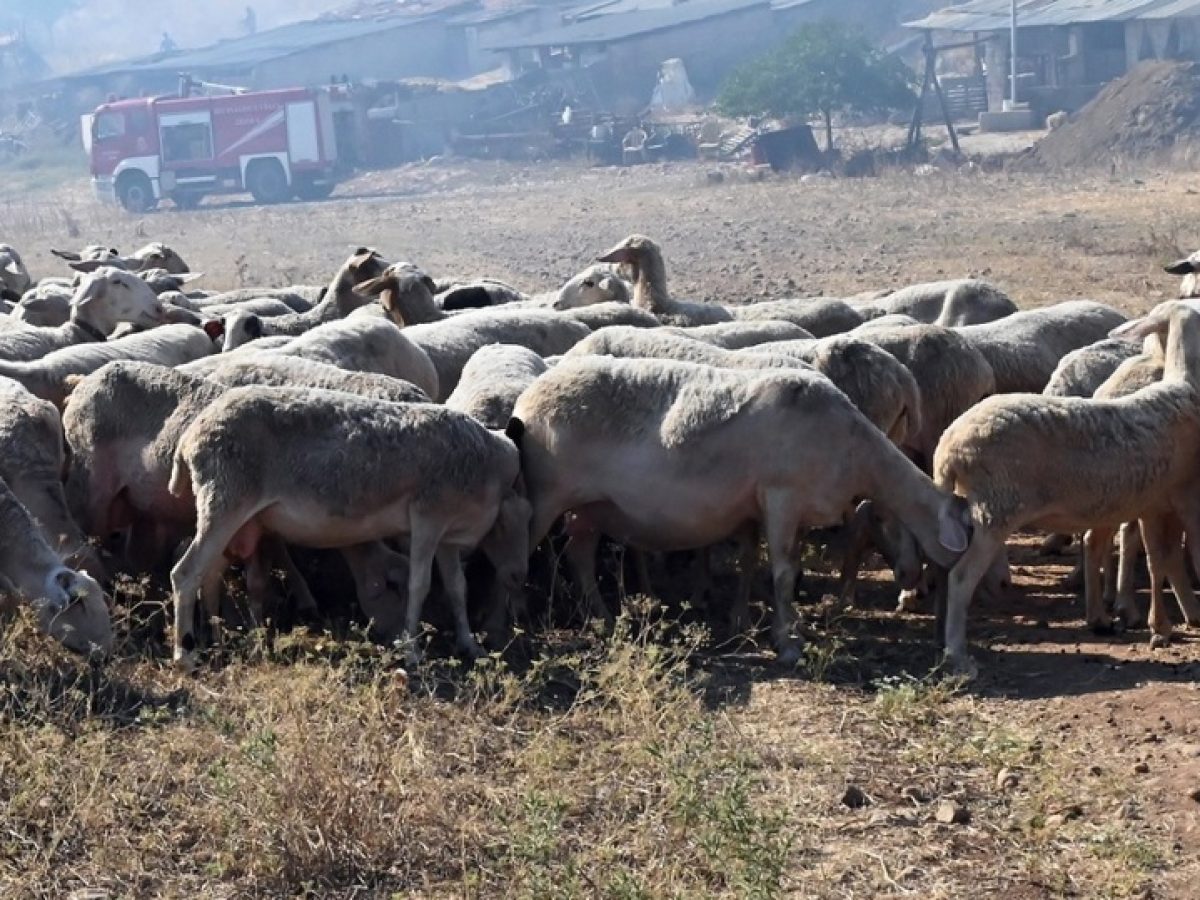 Δυτική Ελλάδα: Μέτρα κατά τη διακίνηση ζωοτροφών για τον περιορισμό της ευλογιάς των αιγοπροβάτων