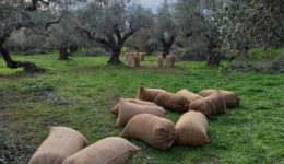 efkeria-diorthoseon-gia-agrotes-ke
