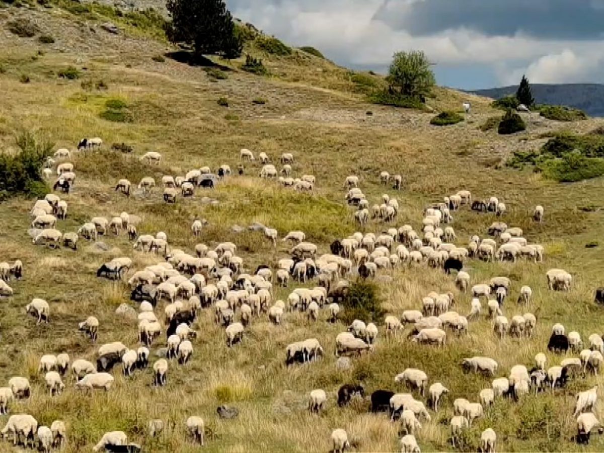 Έκκληση της Περιφέρειας Δυτικής Μακεδονίας να ολοκληρωθεί η καραντίνα των αιγοπροβάτων