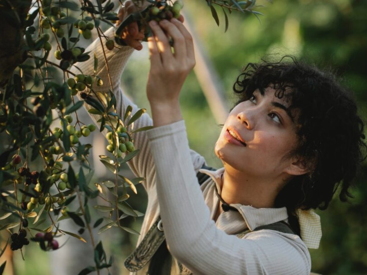 Ελαιοτουρισμός: Ο ανεκμετάλλευτος  «άσος» της περιφέρειας